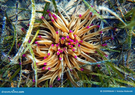 Golden Anemone -Condylactis Aurantiaca, Sea Anemone in To the ...