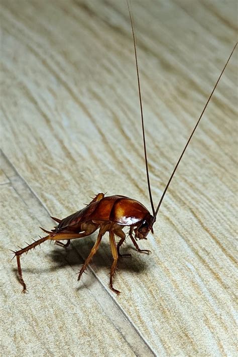 Cockroach Definition 的图像结果