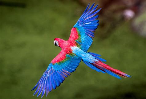 Free photo: Flying bird - Animal, Bird, Blue - Free Download - Jooinn
