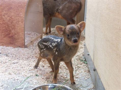 日本埼玉县儿童动物自然公园公开了一组普度鹿宝宝的照片