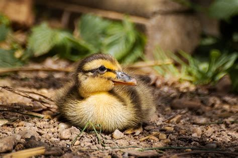 Python vs Chick 的图像结果