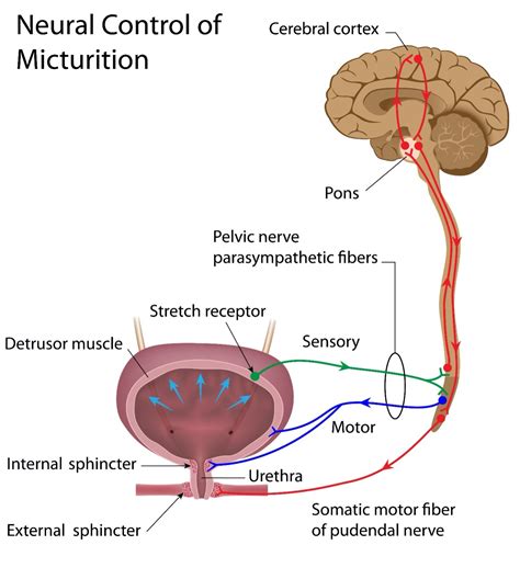 Bladder Management For Spinal Cord Injuries | Reeve Foundation
