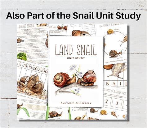 SNAIL Anatomy Poster Fact Cards Labeling and Tracing - Etsy UK