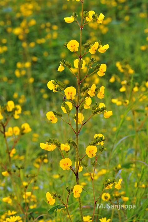 Herbarium JCB