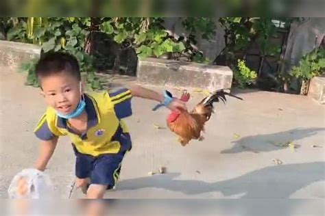 小男孩放学看见一只大公鸡想徒手抓鸡，没想到让大公鸡给上了一课_小男孩