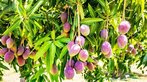 These are the six most expensive varieties of mangoes in the world, two ...