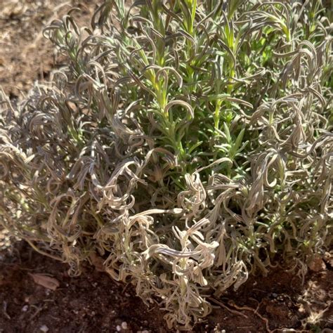 How To Save A Dying Lavender Plant: 10 Things To Try