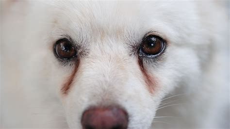 Dog Tear Stains: Causes, Prevention, and Treatment - Proud Dog Mom