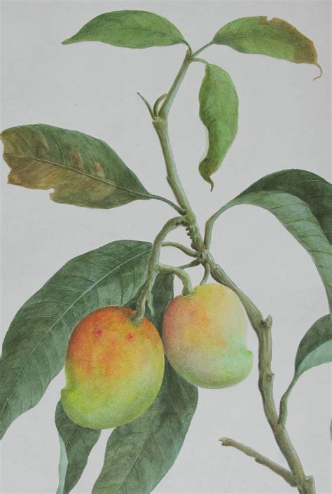 Mangoes as seen in Indian miniature paintings | Architectural Digest India
