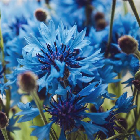 Cornflower Blue