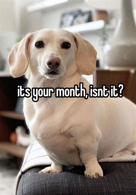 Homophobic dog – Artofit