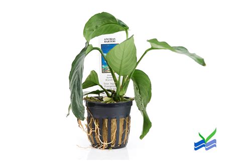 Potted Anubias Barteri – West Coast Aquatics