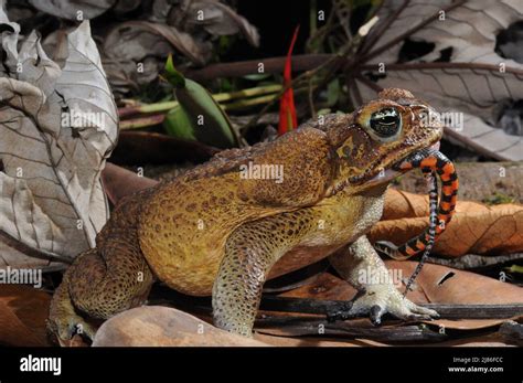 Image result for Toad Eating