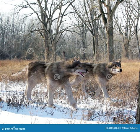 Dire Wolves Hunting Together Stock Illustration - Illustration of quaternary, savanna: 49855084