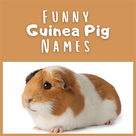 Funny Pig Names - Absolutely Jokes & Puns
