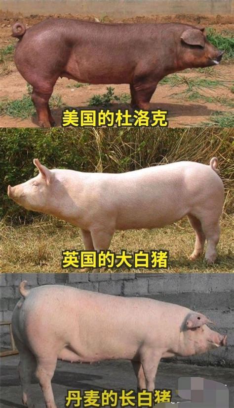 中华土猪濒临灭绝！新猪种坐专机来，养了9000年的土猪被逼上绝路 - 360娱乐，你开心就好