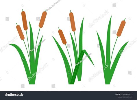 Southern Cattails Typha Domingensis Common Cattails Stock Vector ...