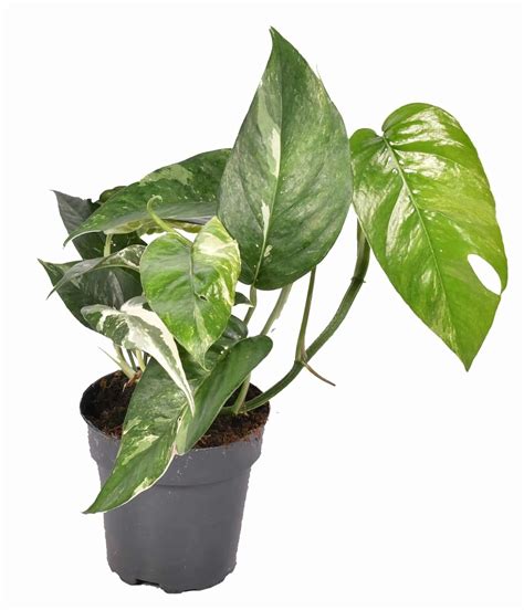 The Four Seasons Epipremnum Pinnatum Albo Variegata | First Time on ...