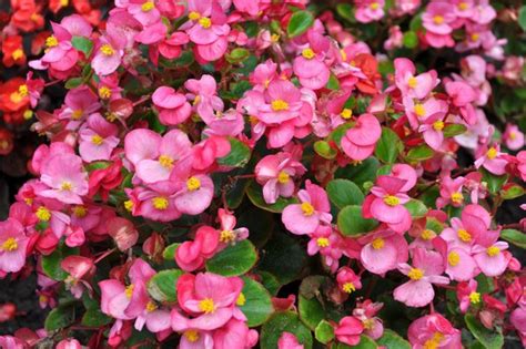 Psychic Balance : spiritual meaning of flower by The Mother