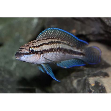 JULIDOCHROMIS DICKFELDI