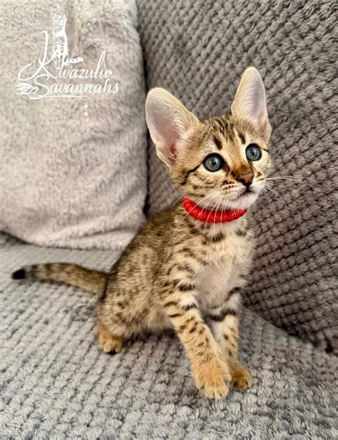 F1, F2, F3, F4, F5 & F6 Savannah Cats for Sale | Contact Now