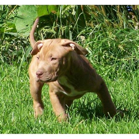 Red Nose American Pitbull Terrier · Pit Bull
