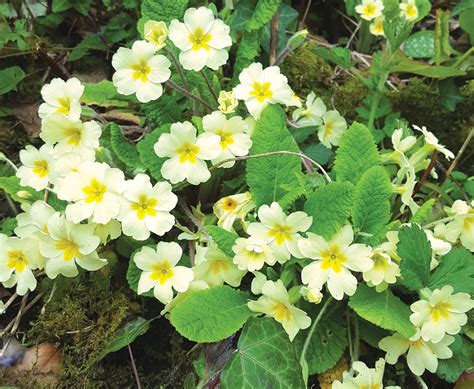 Springtime Flowers 的图像结果