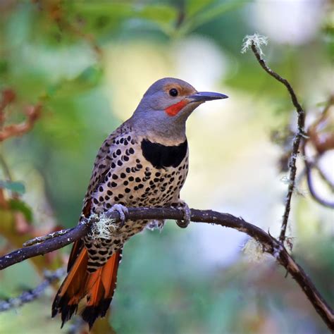 Northern Flicker Yellow Shafted