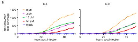 Quinine Inhibits Infection of Human Cell Lines with SARS-CoV-2