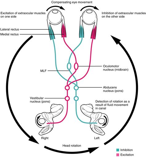 The Cranial Nerve Exam · Anatomy and Physiology