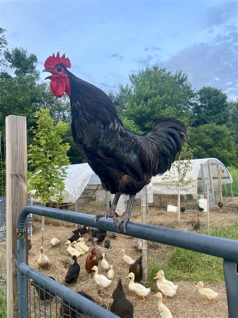 Humble Heart Farm Camp - Vermont Camp & School Finder