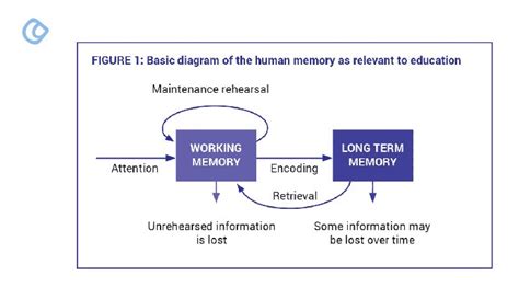 Cognitive Load Theory in Web Design: Reducing User Overwhelm for Optimal UX