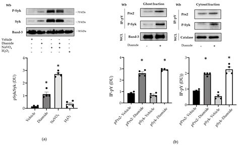 Tyrosine Phosphorylation Modulates Peroxiredoxin-2 Activity in Normal ...