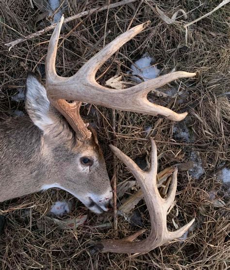 When Do Whitetail Deer Shed Antlers: Seasonal Insights - The Deer Hunting