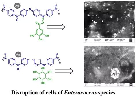 Silver nanoparticles decorated natural products doped polyaniline ...