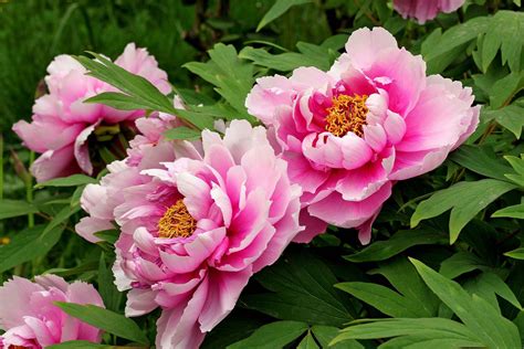 Health benefits of White Peony - Health Benefits