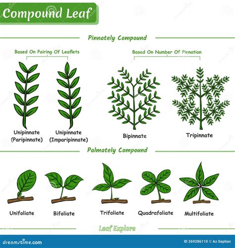 Different Types of Leaves in Plants and Trees Stock Vector ...