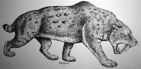 Image result for Extinct Animals Sabertooth Tiger