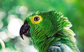 Image result for Beautiful Green Animals