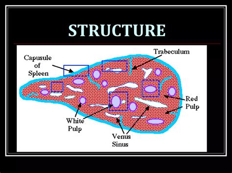 SPLEEN AND RETICULOENDOTHELIAL SYSTEM | PPT