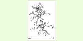 Long Wavy Grass Colouring Sheet - KS1 Resources - Twinkl