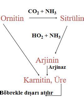 Karaciğer Nedir - Karaciğerin Yapısı ve Görevleri