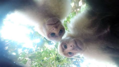 Image result for Monkey GoPro