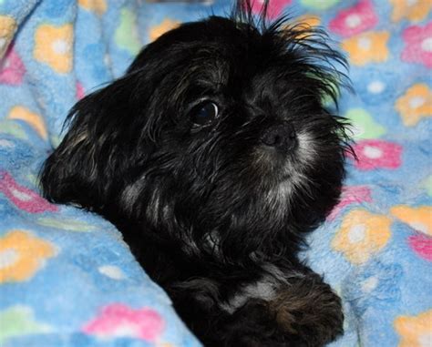 Tiere Kleinanzeigen Reiskirchen Anzeigenmarkt Reiskirchen