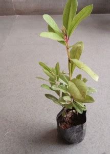 GRAH PRAVESH Sadabahar Plant Price in India - Buy GRAH PRAVESH ...