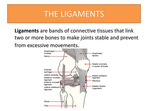Anatomy of musculoskeletal system | PPTX