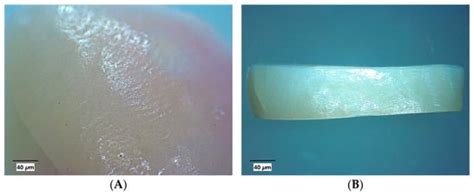 Silver Nanoparticles–Chitosan Nanocomposites as Protective Coatings for ...