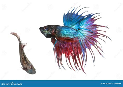 Male Betta Fish Fighting