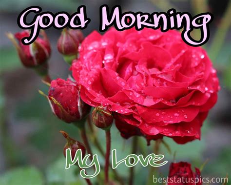 Good Morning Love Red Roses