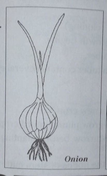 uproot an onion plant and take a thin section of its root tip. Stain it ...